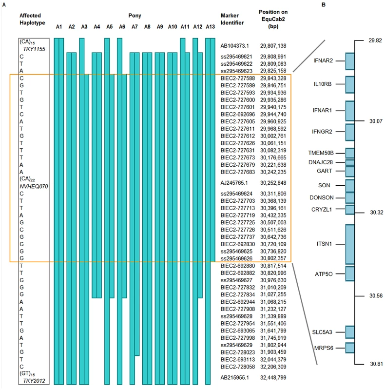 SNP haplotypes and genes from the region of ECA26 genetically linked and associated with FIS.