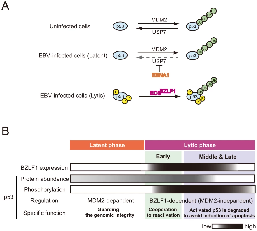 Stage-specific regulation of p53 during EBV infection.