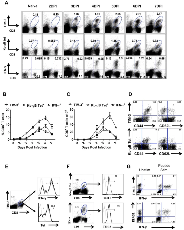 TIM-3 expression is up regulated on virus-specific CD8<sup>+</sup> T cells after HSV infection.