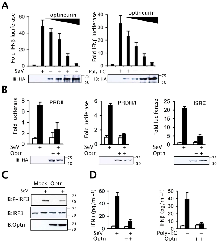 Optineurin inhibits TLR and RLH induction of IFNβ.