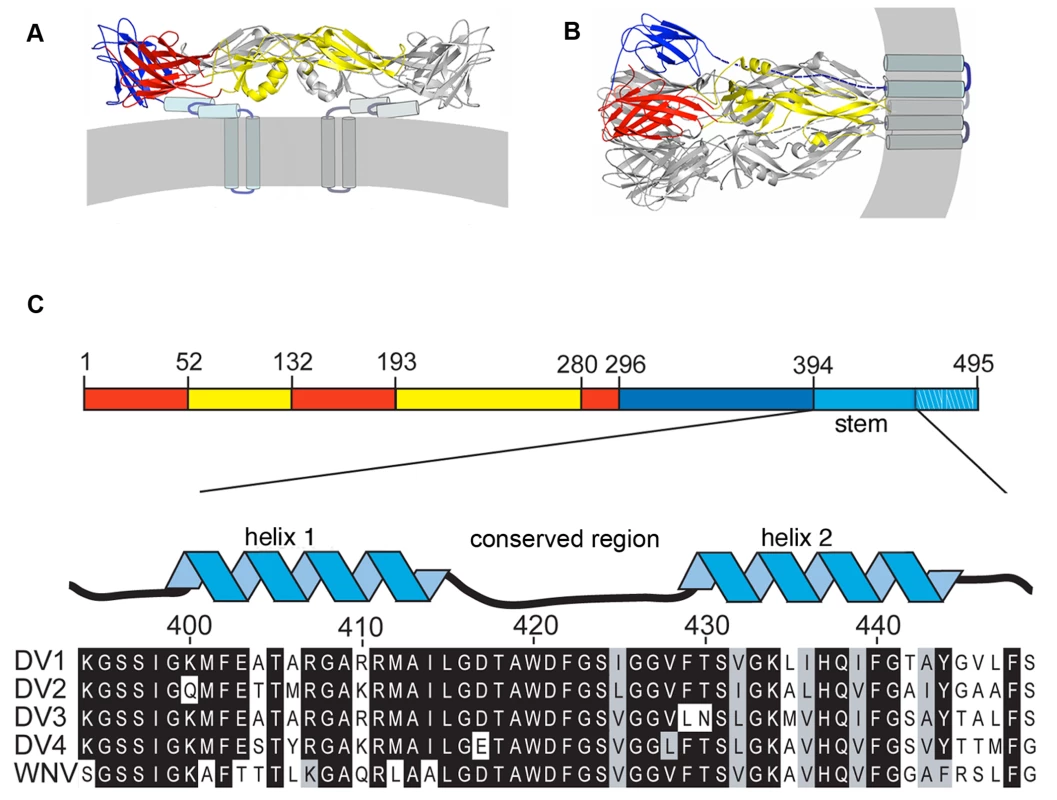 Conformational states of the dengue virus E protein and sequences of the membrane-proximal “stem”.