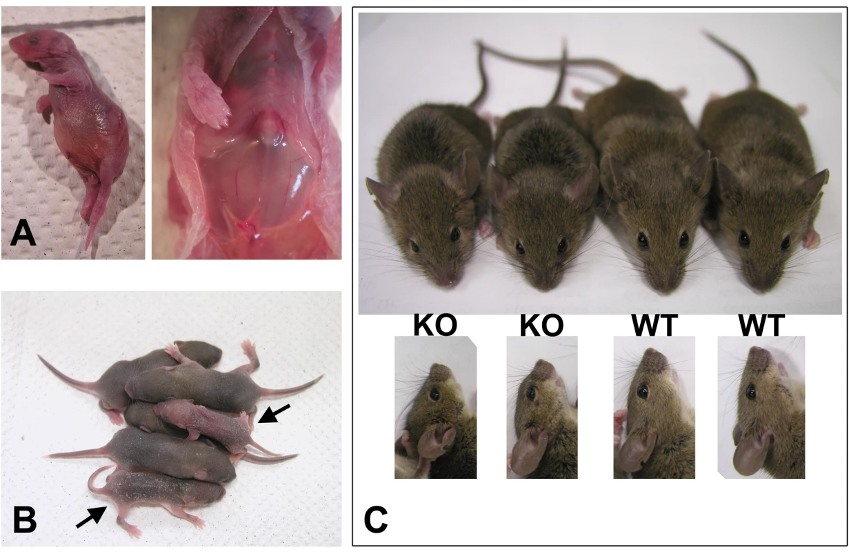 Wnt1-Ate1 mice have perinatal lethality.