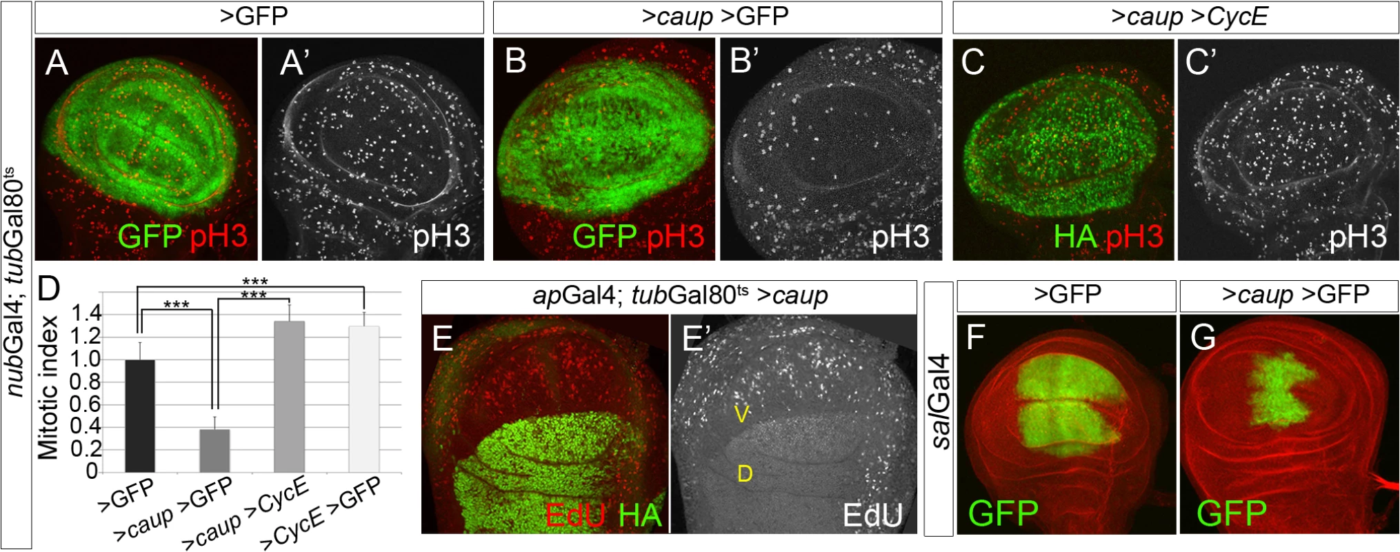 Over-expression of <i>caup</i> inhibits cell cycle progression.