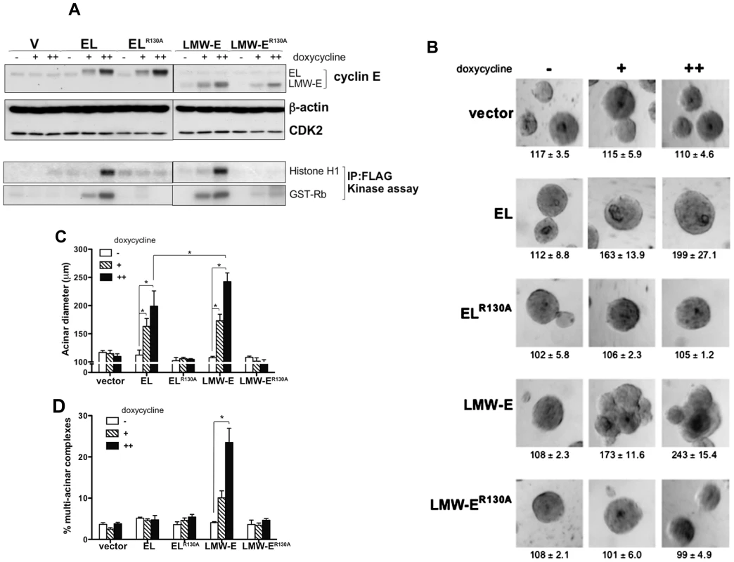 CDK2-associated kinase activity is required for LMW-E-mediated tumorigenesis and deregulation of acinar morphogenesis.
