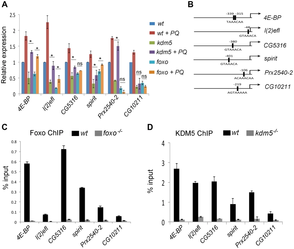 KDM5 directly regulates oxidative stress resistance genes.