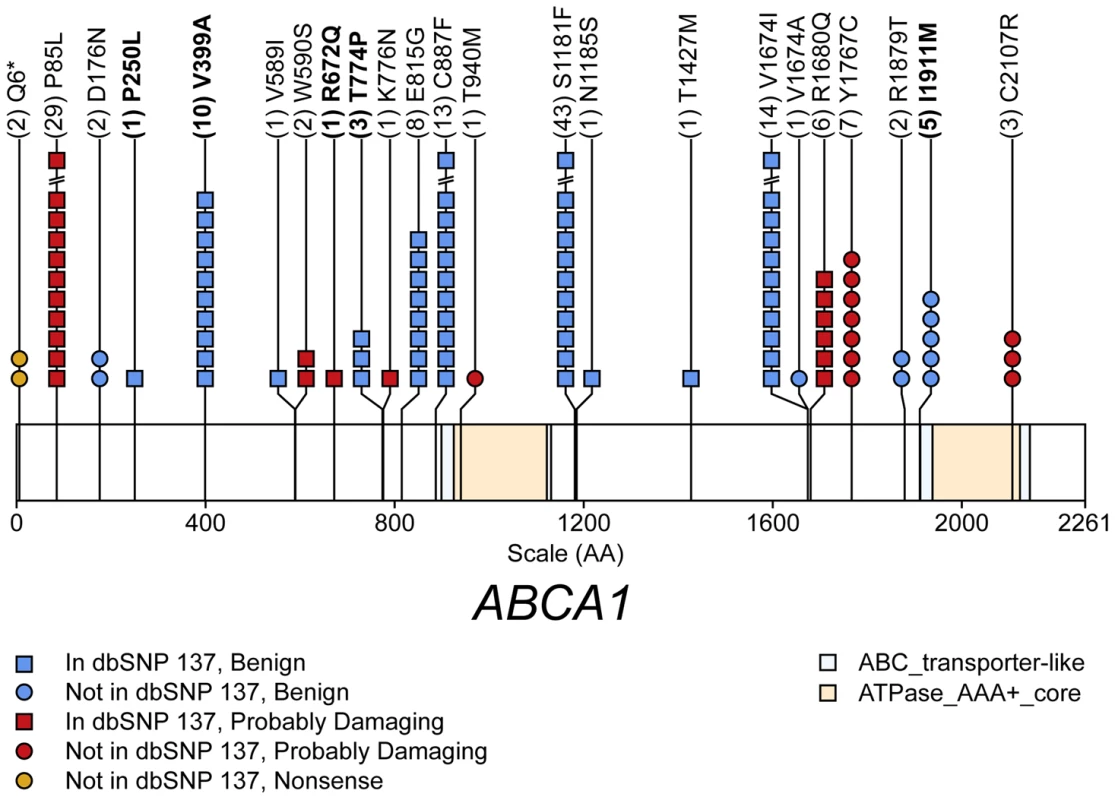 Schematic of rare (MAF&lt;1%) non-synonymous variants used in the gene-level test of total cholesterol (TC) in gene <i>ABCA1</i>.