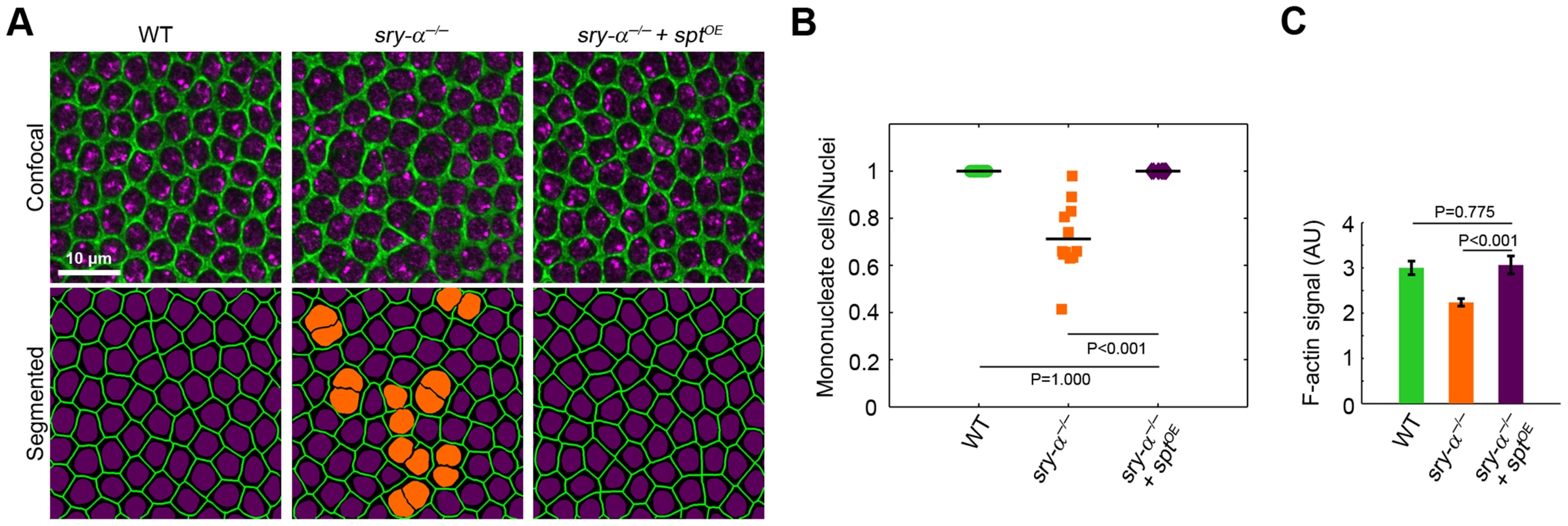 Sry-α and Spt share redundant function during cellularization.
