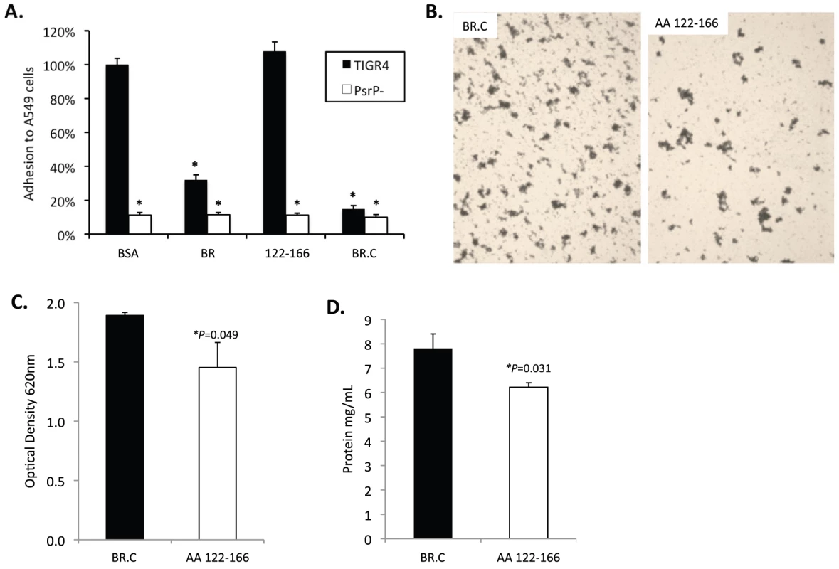 Incubation of bacteria with AA 122–166 impairs bacterial aggregation but not adhesion to cells.