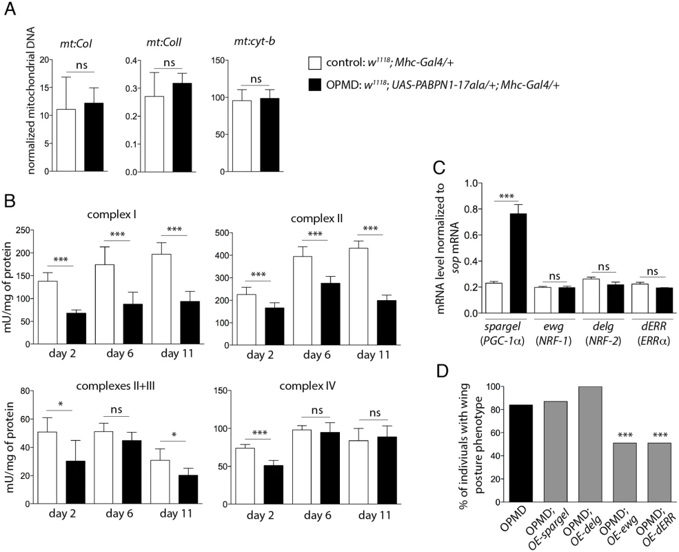 Reduced mitochondrial activity in muscles expressing PABPN1-17ala.