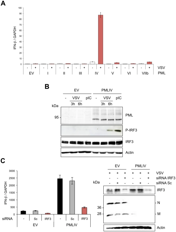 PMLIV is the only PML isoform able to boost IFN-β synthesis through IRF3 activation.