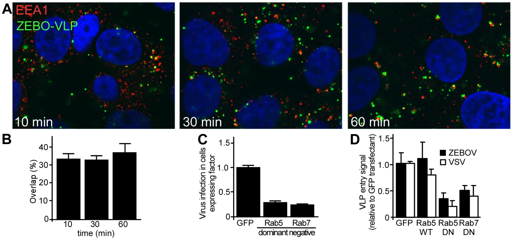ZEBOV trafficking involves early and late endosomes.