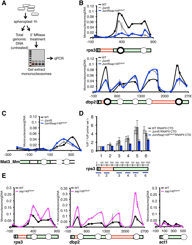 Nucleosome occupancy is altered at intron-containing genes by deletion of snf5 and overexpression of <i>sap145</i>.