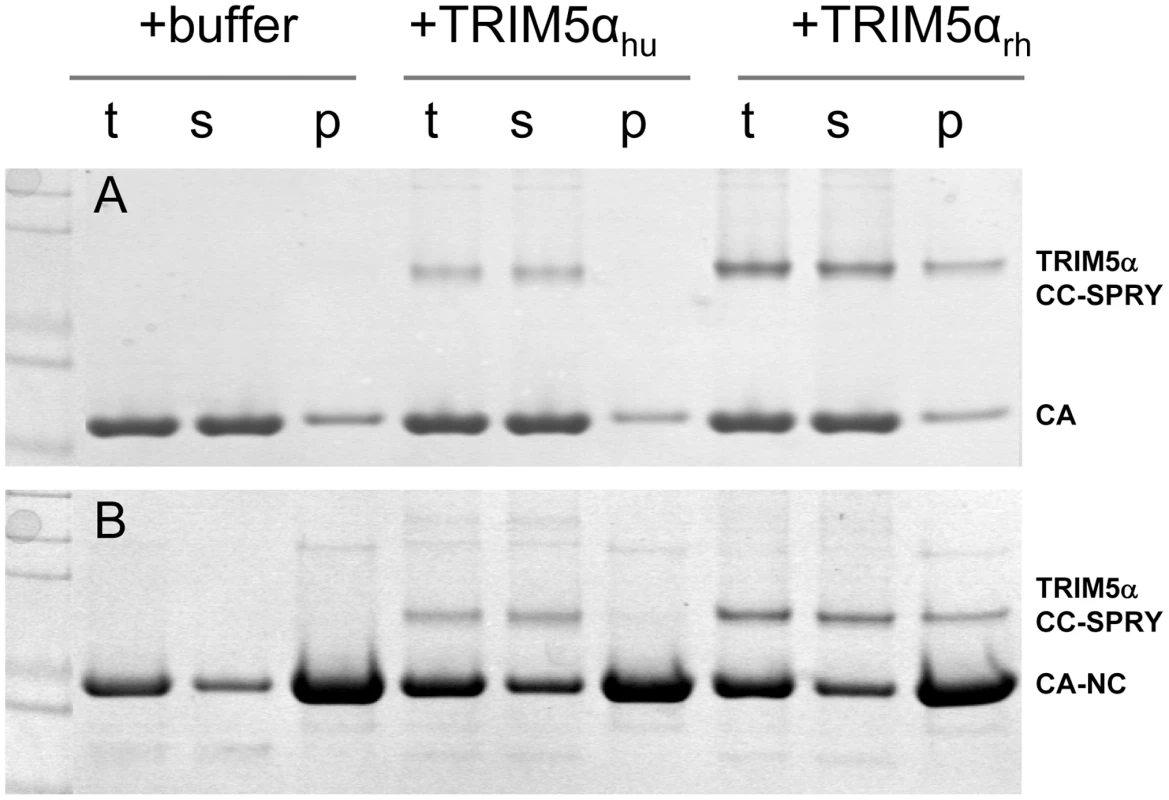 Binding of TRIM5α CC-SPRY to pre-assembled wild-type CA and CA-NC tubes.