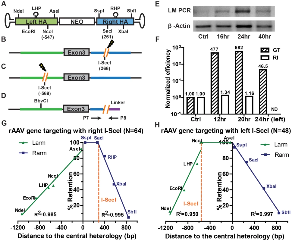 Chromosomal DSBs shift the SNP retention signature of rAAV gene targeting.