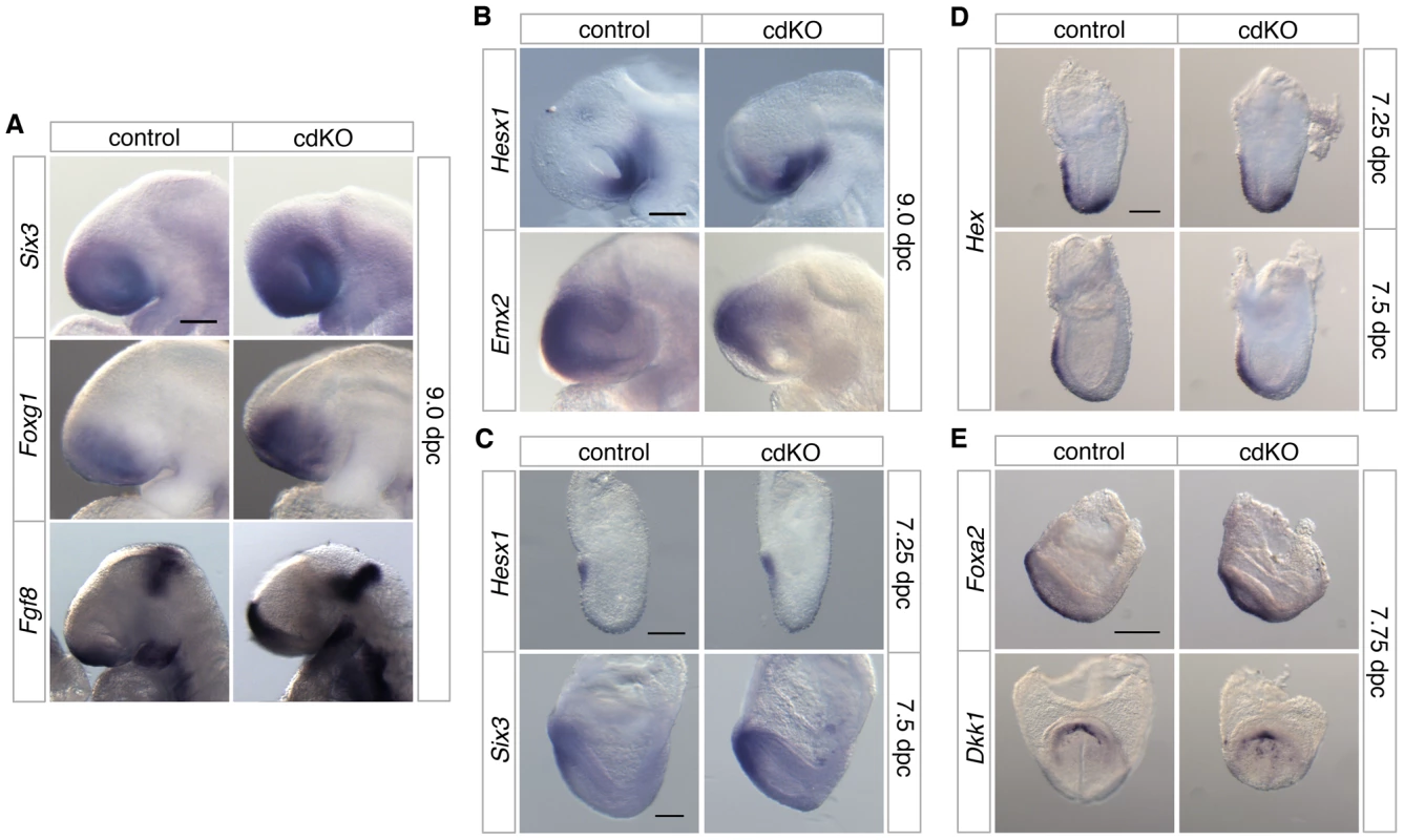 Analysis of anterior patterning in cdKO embryos.