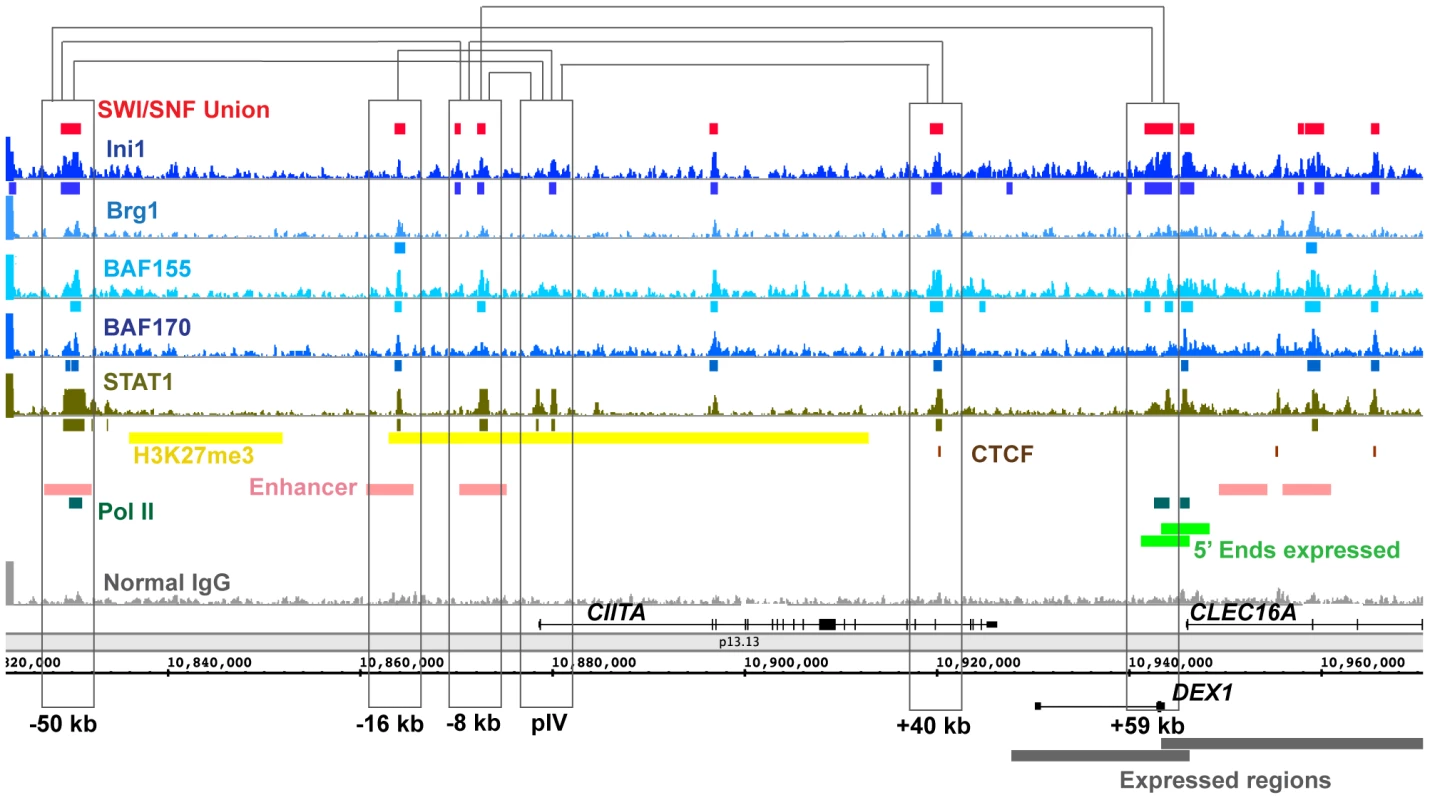 SWI/SNF signals relative to 3C (Chromosome Conformation Capture) sites in the <i>CIITA</i> locus.