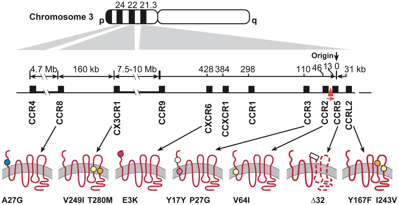 Polymorphisms in seven chemokine receptor genes on the Chromosome 3p21–22.