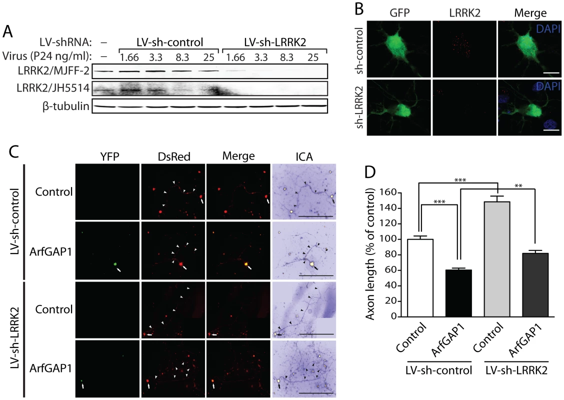 Silencing of LRRK2 expression rescues ArfGAP1-induced neurite shortening.