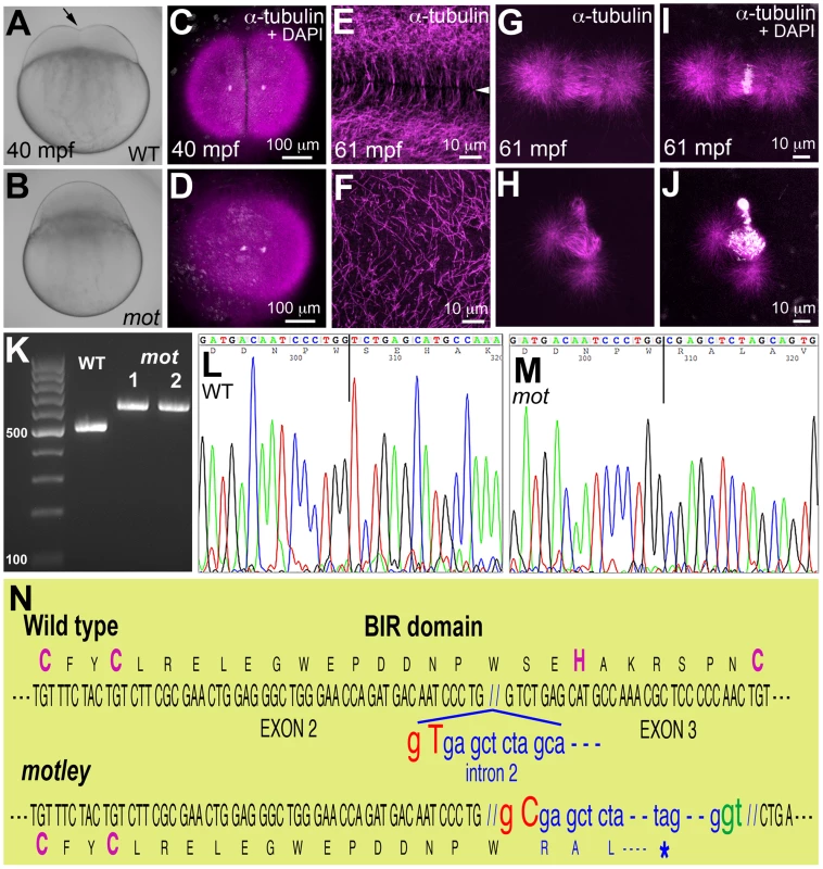 <i>motley</i> is a mutation in <i>birc5b</i>, which causes early cell division defects in zebrafish embryos.