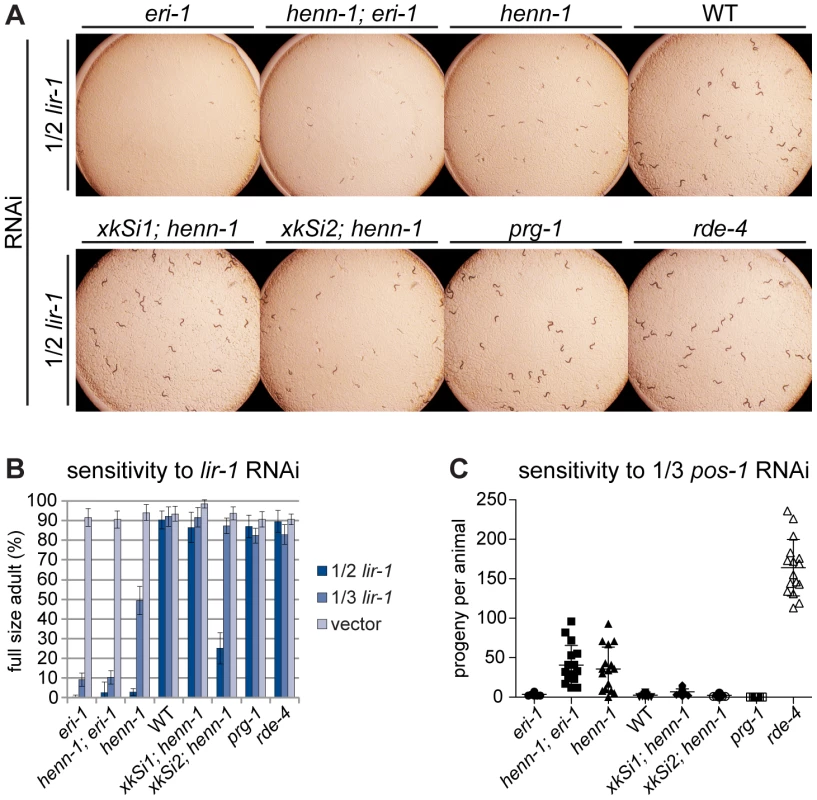 The <i>henn-1</i> Mutant Exhibits Opposite RNAi Sensitivity Phenotypes in Soma and Germline.