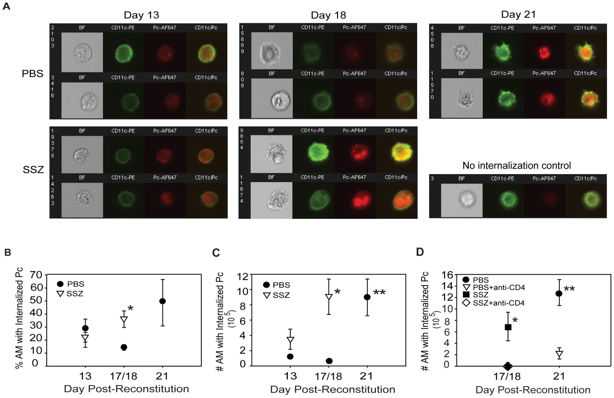 SSZ enhances CD4+ T cell-dependent AM phagocytosis of Pc.