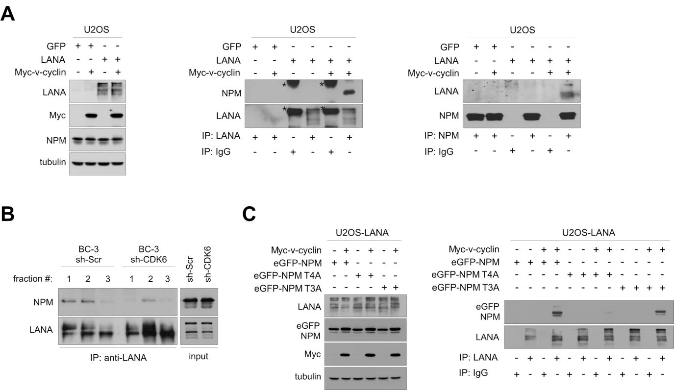 NPM interaction with LANA is dependent on Thr199 phosphorylation of NPM by v-cyclin-CDK6.