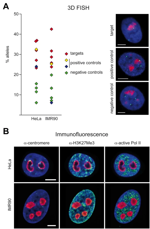 3D immuno–FISH analysis of nucleolus-associated chromatin domains.