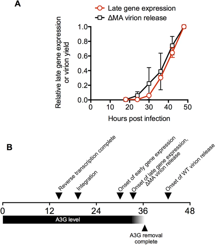 A time-line for a single cycle of HIV-1 replication in a typical cell.