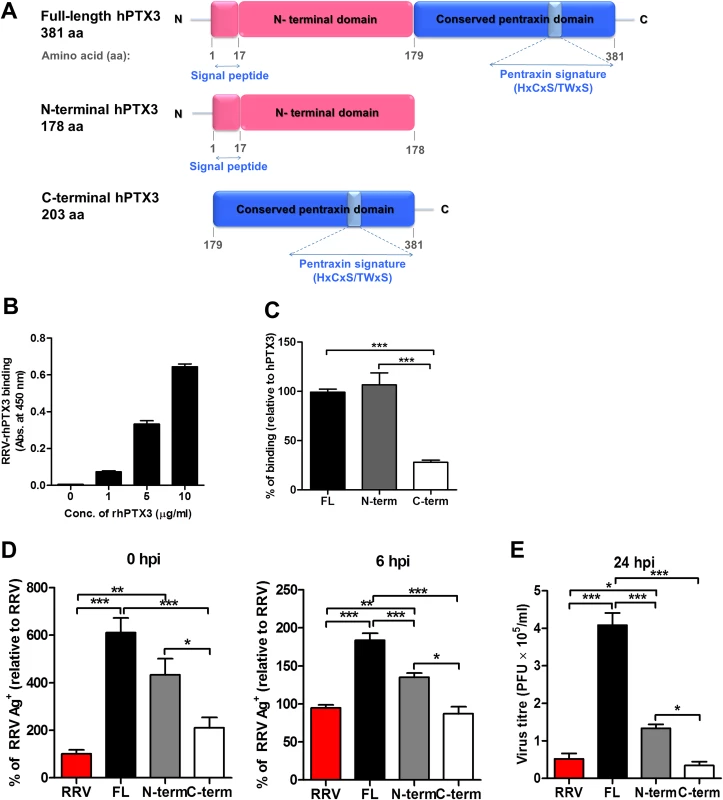 Acute phase protein MBL binds to RRV but does not affect viral infectivity.