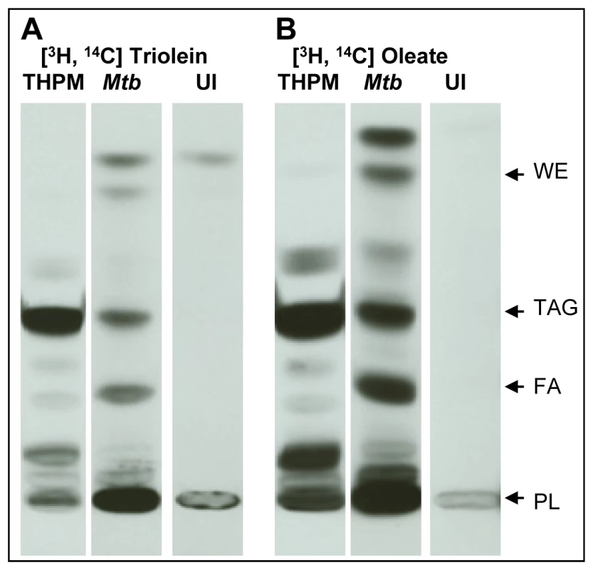 <i>Mtb</i> inside lipid-loaded macrophages imports host fatty acids for storage as TAG.