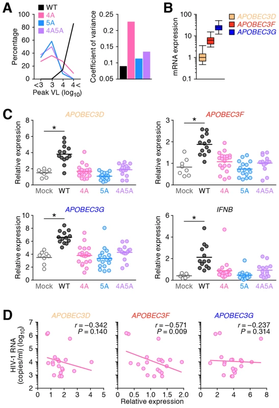 Expression levels of <i>APOBEC3</i> and <i>IFNB</i> in infected humanized mice.