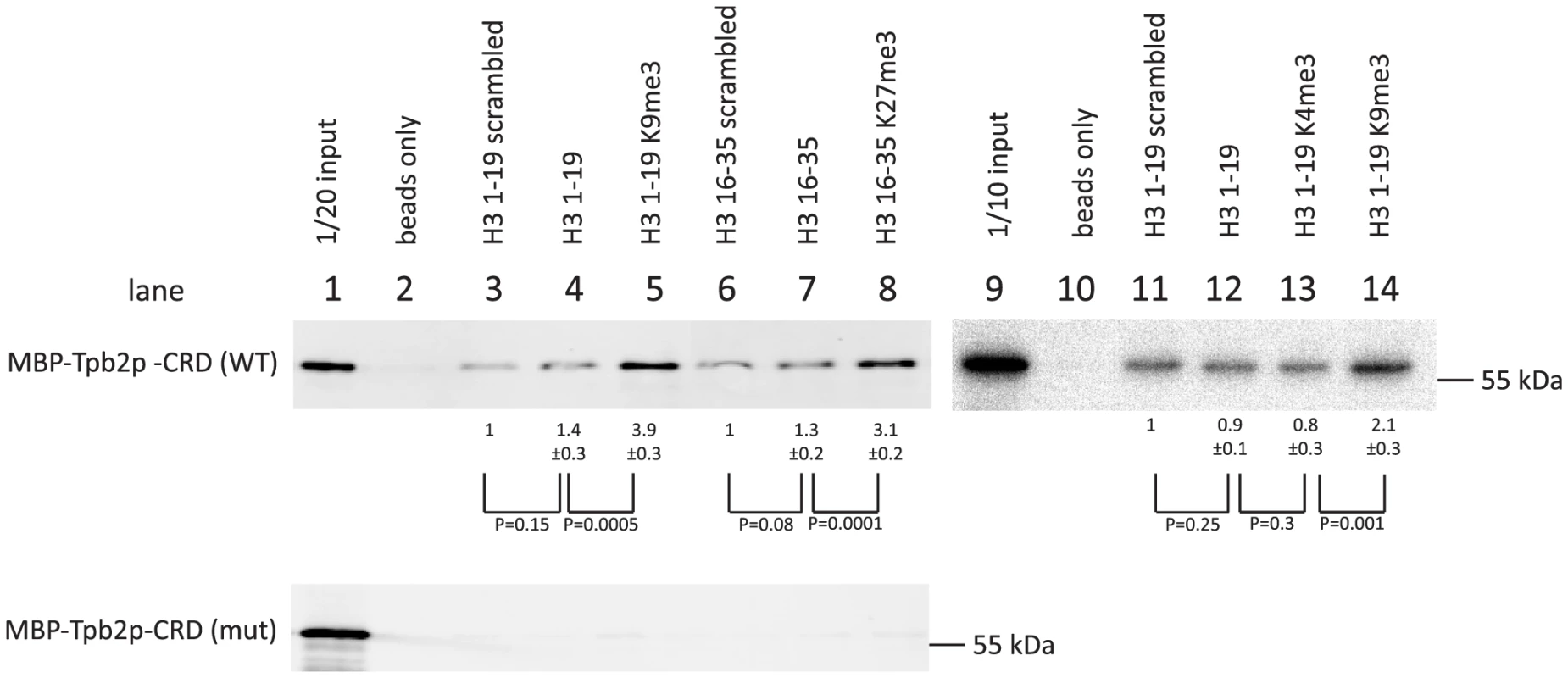 In vitro histone peptide-binding assay.