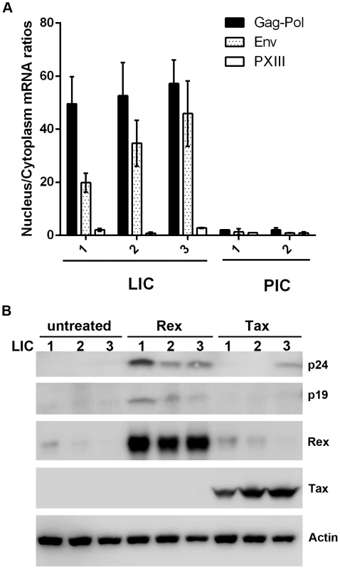 Nuclear export of intron-containing HTLV-1 mRNAs is blocked in latently infected cells, but can be rescued by Rex.
