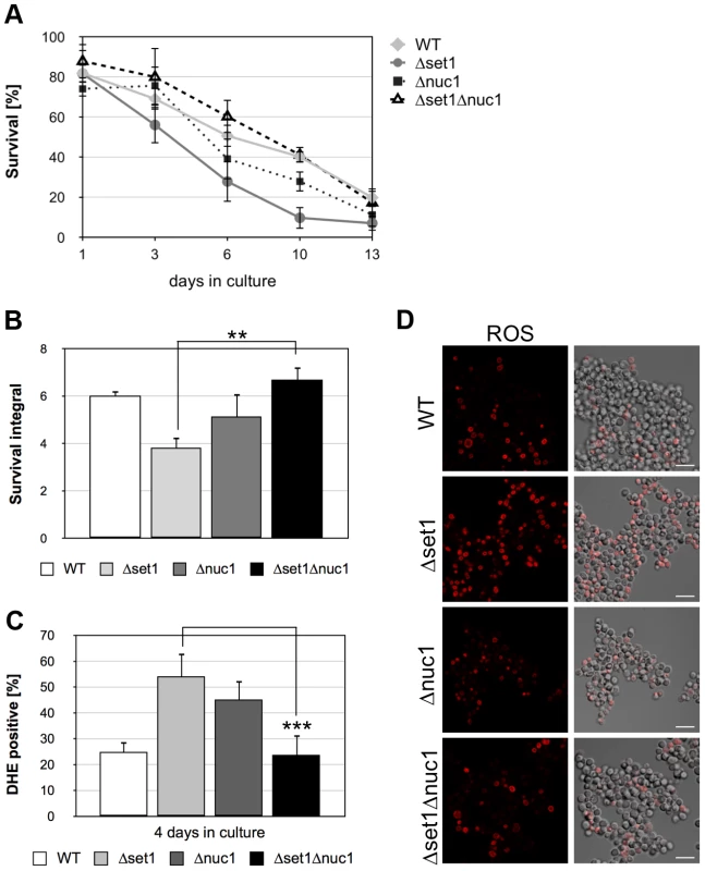 <i>NUC1</i> disruption hampers apoptosis onset and improves viability of yeast cells lacking Set1p.