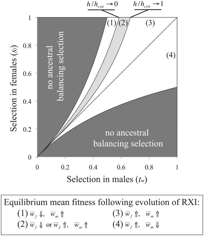 Sexually antagonistic fitness variation and the change in mean fitness following the evolution of RXI.