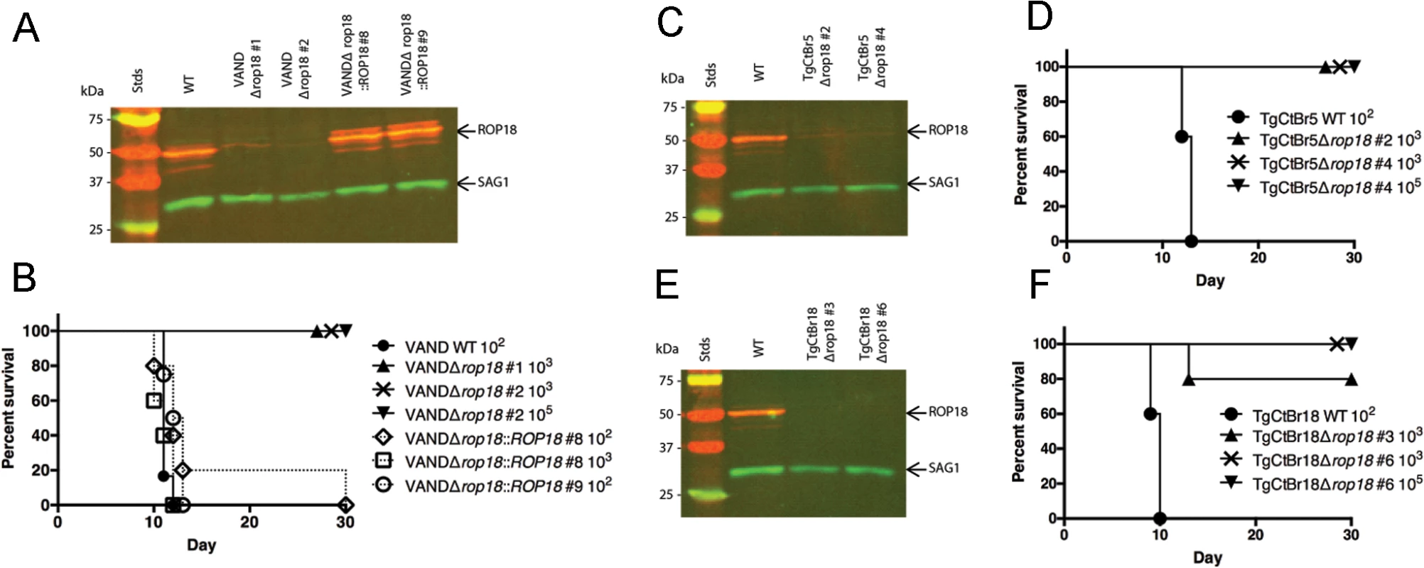 ROP18 is essential for virulence in South American strains VAND, TgCtBr5, and TgCtBr18.