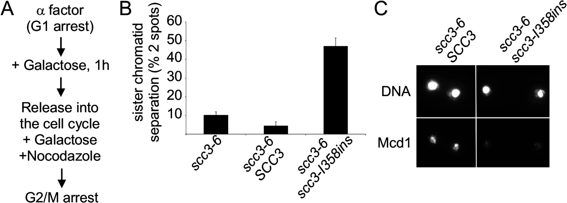Analysis of sister chromatid cohesion upon scc3-I358ins overexpression.