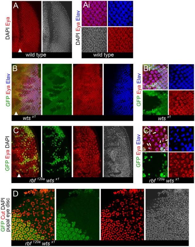 Expression of the eye specification factor Eyes Absent (Eya) in dedifferentiating <i>rbf wts</i> double mutant photoreceptors.