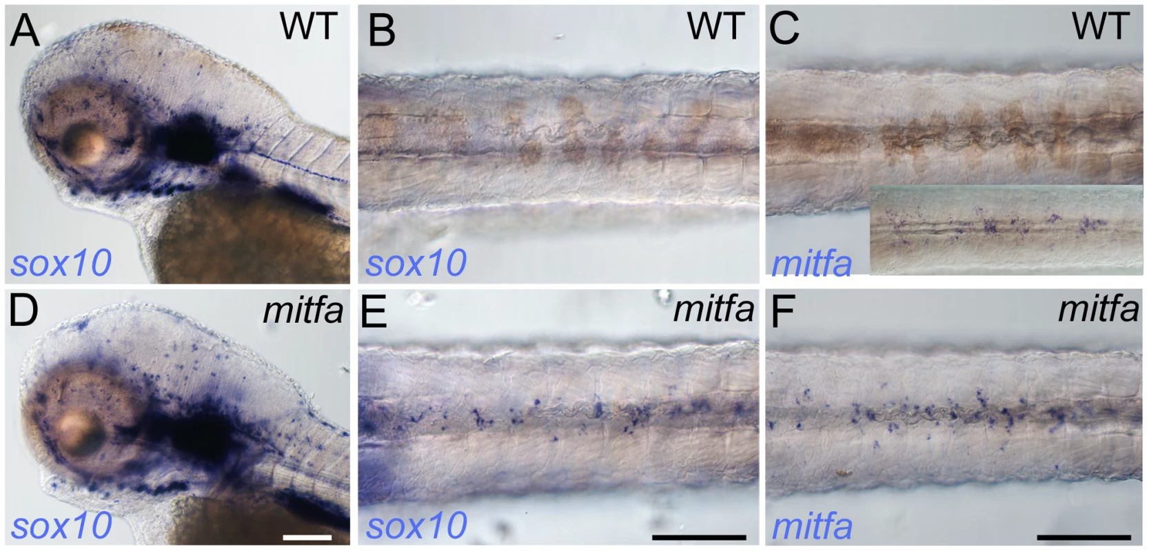 Mitfa-dependent repression of <i>sox10</i> expression in neural crest.