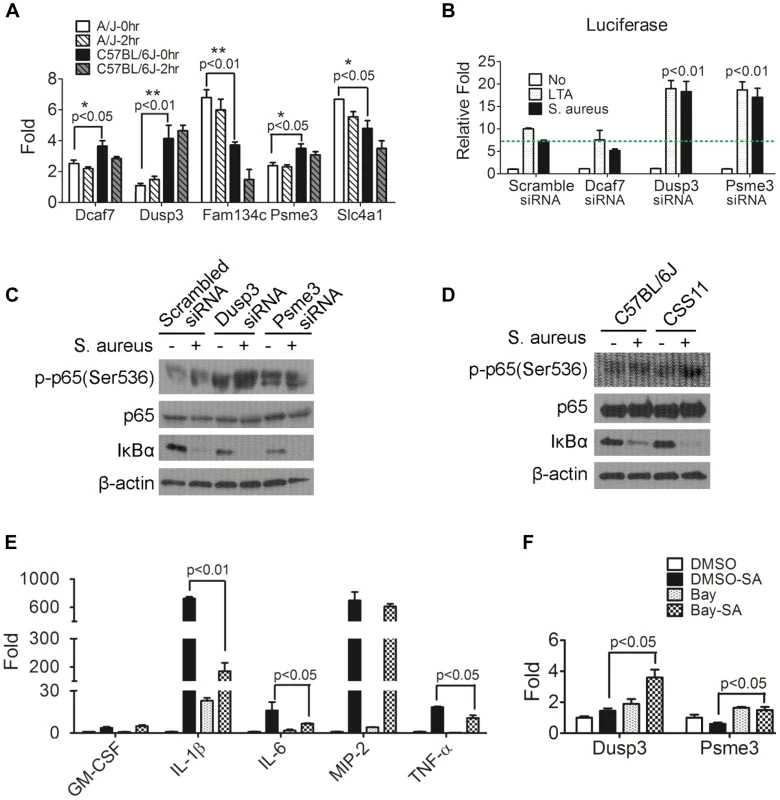Down-regulation of <i>Dusp3</i> and <i>Psme3</i> in A/J are responsible for increased NF-κB signaling activity.