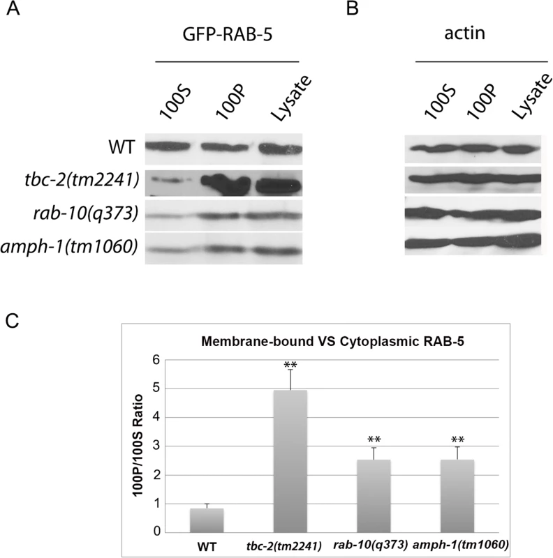 RAB-5 displays elevated membrane-association in <i>tbc-2</i>, <i>rab-10</i> and <i>amph-1</i> mutants.