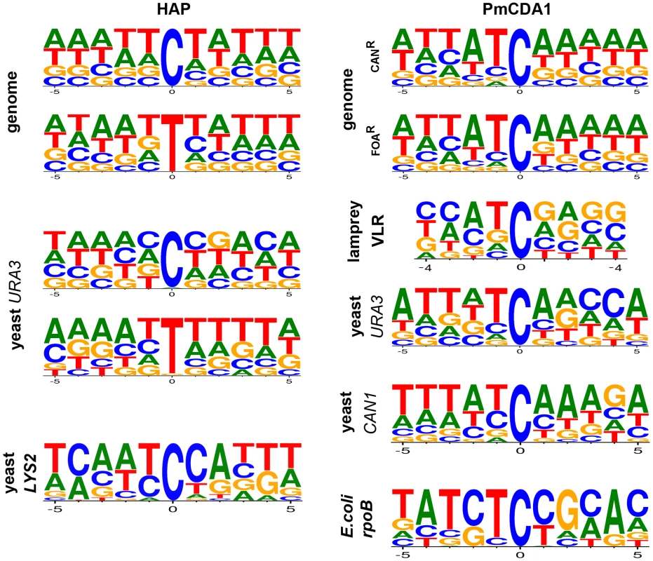 DNA sequence context of HAP- and PmCDA1-induced substitutions.