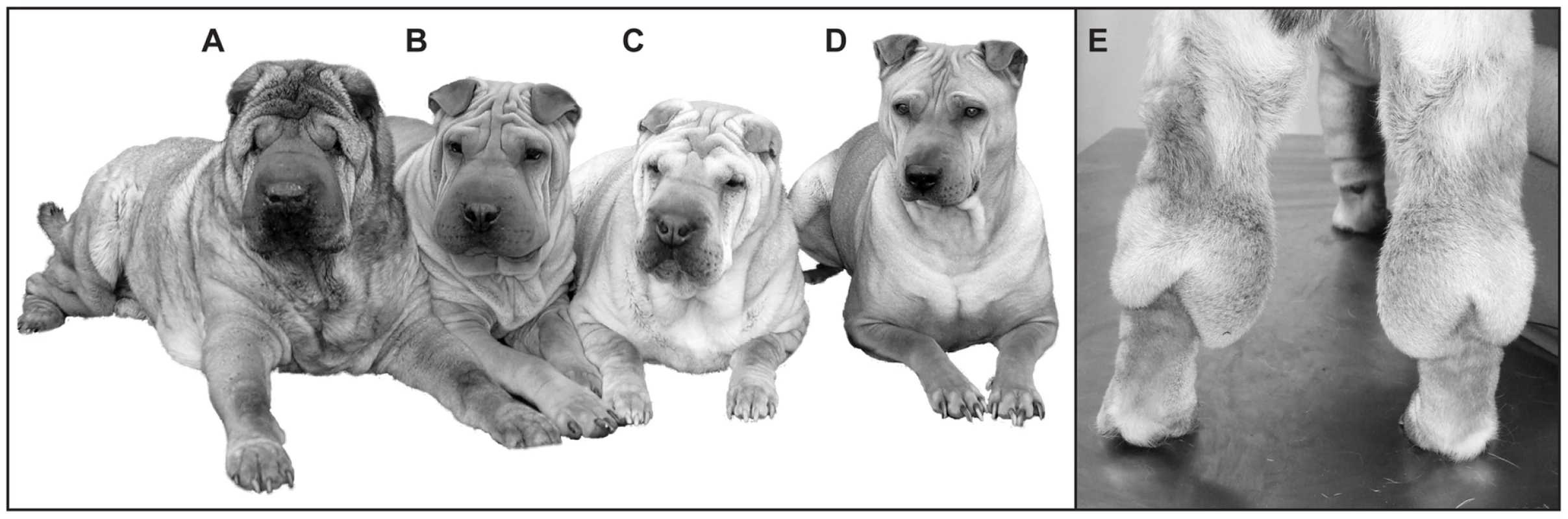 The phenotypic spectrum of the Chinese Shar-Pei.