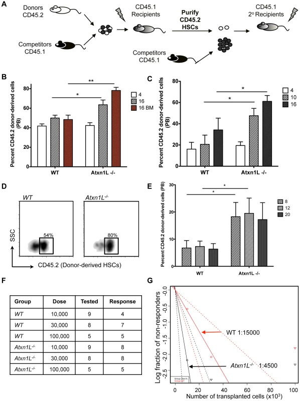 <i>Atxn1L<sup>−/−</sup></i> mice have enhanced HSC function.