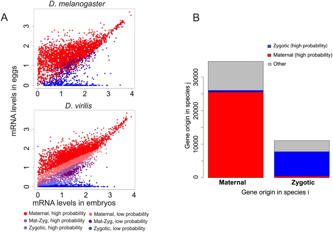 Evolution of the origin of an mRNA transcript in the embryo.