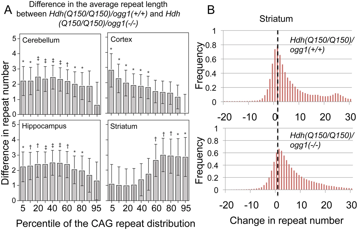 The distribution of CAG tract suppression by OGG1 is region-specific and affects tract sizes across the entire asymmetric distribution.