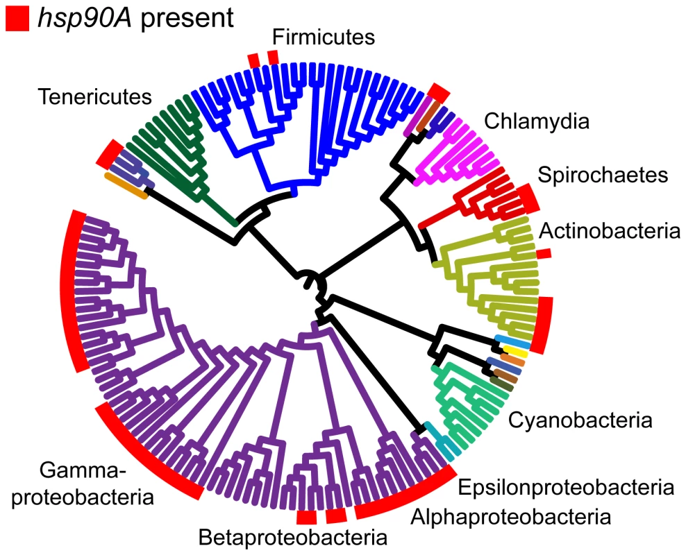 The distribution of <i>hsp90A</i> across a bacterial phylogeny.