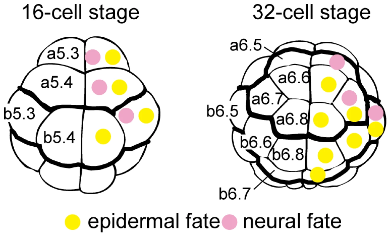Fate maps of the animal hemisphere of 16- and 32-cell embryos.