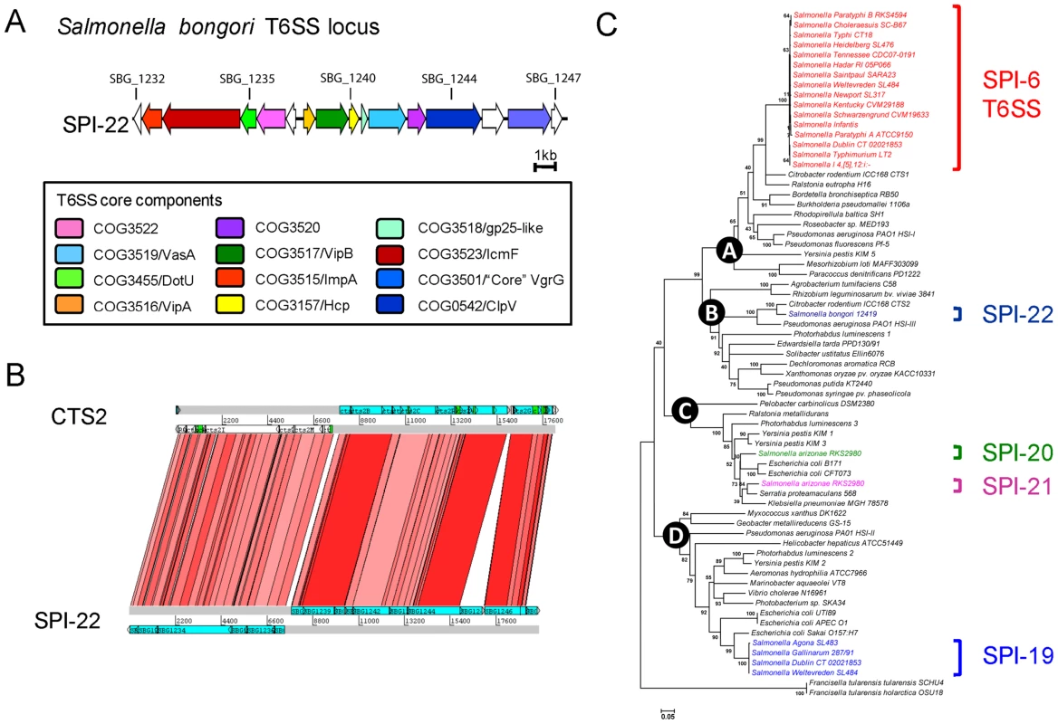 <i>Salmonella bongori</i> harbours a novel and phylogenetically distinct T6SS.