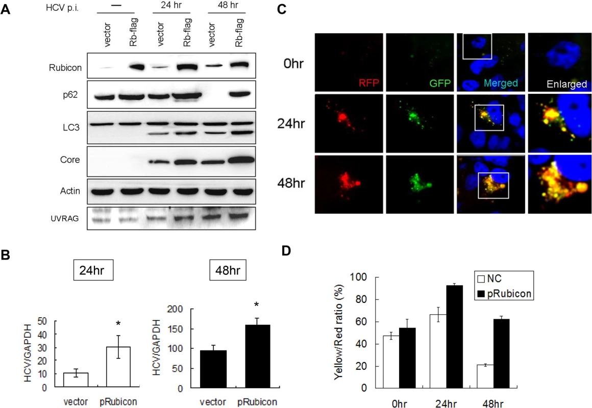 Over-expression of Rubicon inhibited the maturation of autophagosomes and enhanced HCV RNA replication.